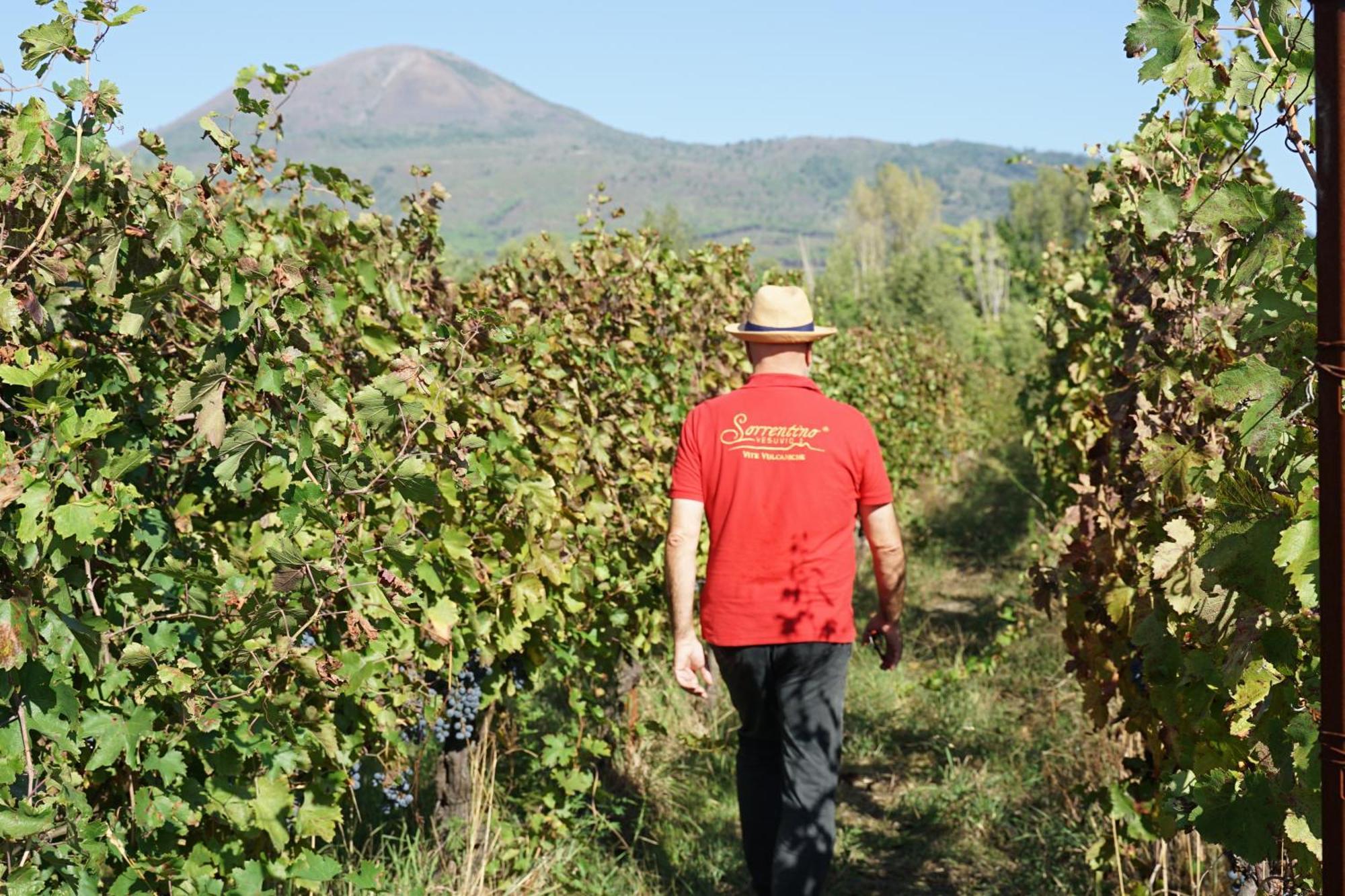 Vesuvio Inn Bed & Wine Experience Boscotrecase Екстер'єр фото
