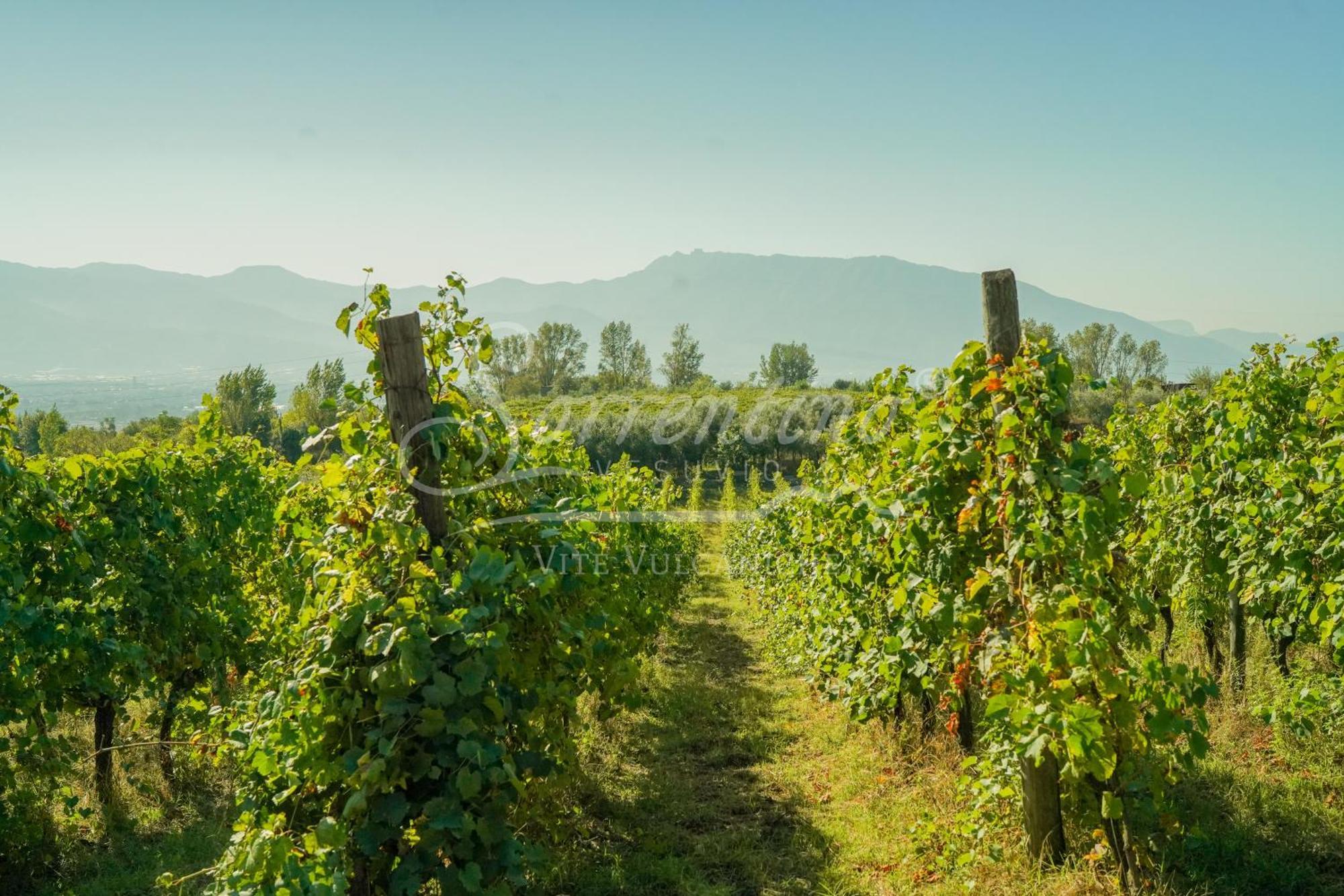 Vesuvio Inn Bed & Wine Experience Boscotrecase Екстер'єр фото